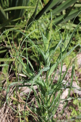 Tragopogon porrifolius porrifolius