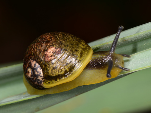 Grunzschnecke