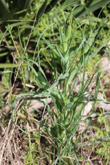 Tragopogon porrifolius porrifolius