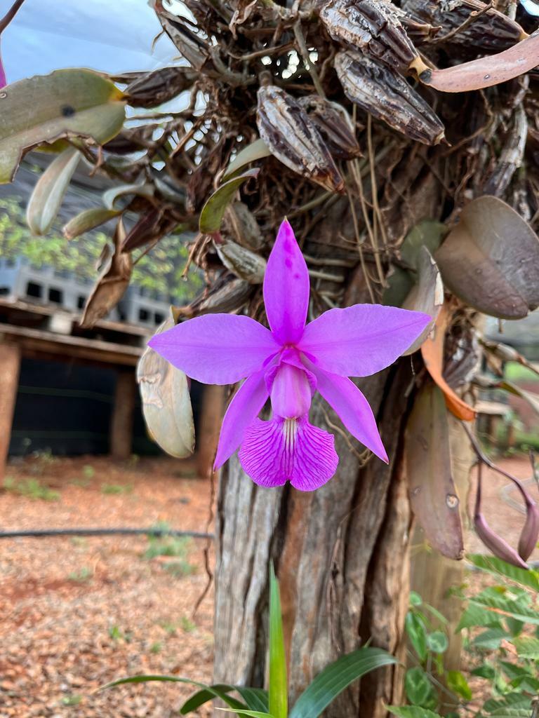 Imagem de Orquídea