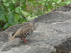 Zenaida galapagoensis