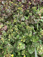 Erythranthe glabrata