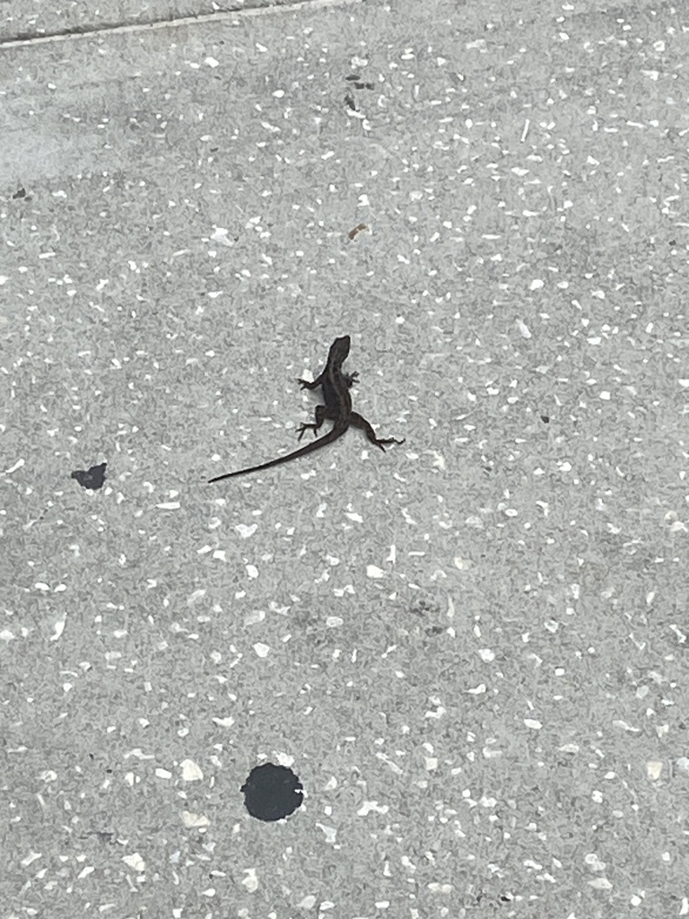 Brown Anole from Tampa, FL, US on September 29, 2023 at 02:25 PM by ...