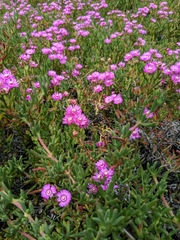 Senecio vitalis