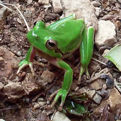 Hyla sarda