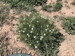 Lepidium montanum