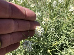 Lepidium montanum