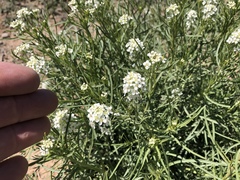 Lepidium montanum