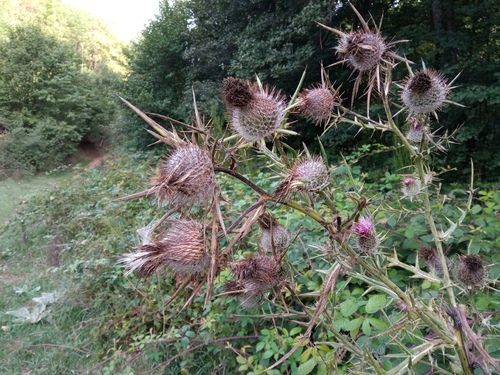 Cirsium × glabratum iNat (1)
