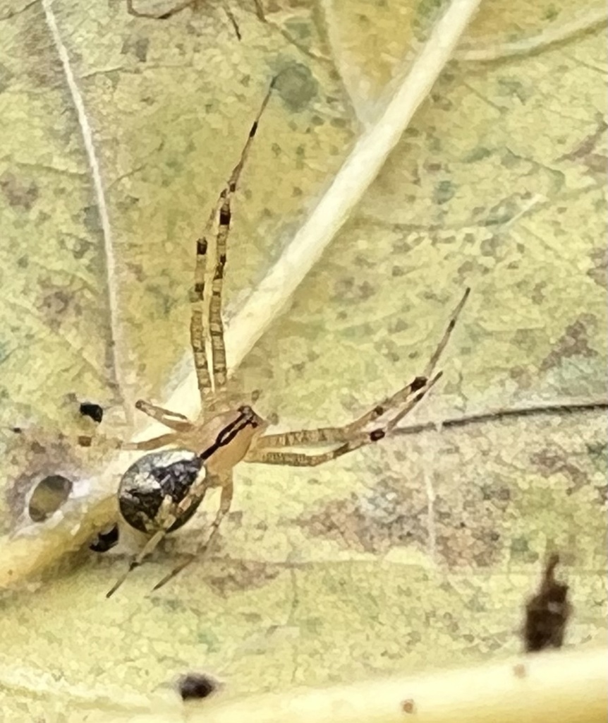 Pityohyphantes from Killbuck Lakes Park, Burbank, OH, US on October 26