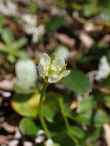 Image of Parnassia kotzebuei by no rights reserved