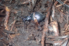 Scaphinotus cristatus