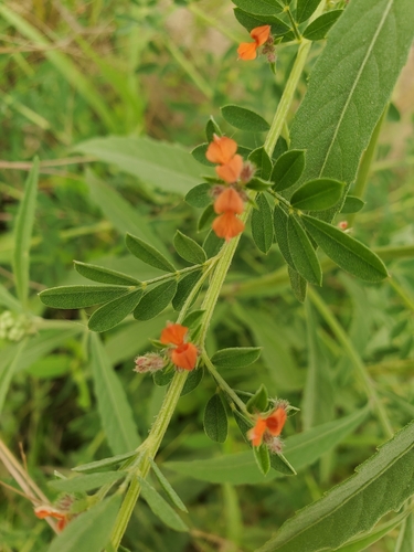 Indigofera stenophylla