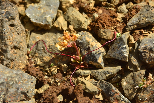 Image of Spider Saxifrage (Saxifraga flagellaris) by no rights reserved