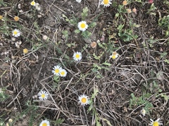 Aphanostephus ramosissimus