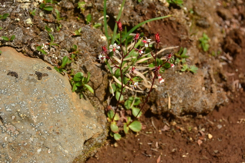 Image of Micranthes lyallii by no rights reserved