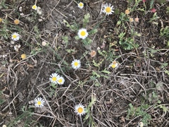 Aphanostephus ramosissimus