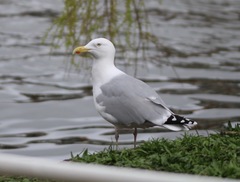 Larus argentatus