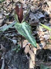 Trillium decipiens