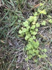 Ranunculus platensis