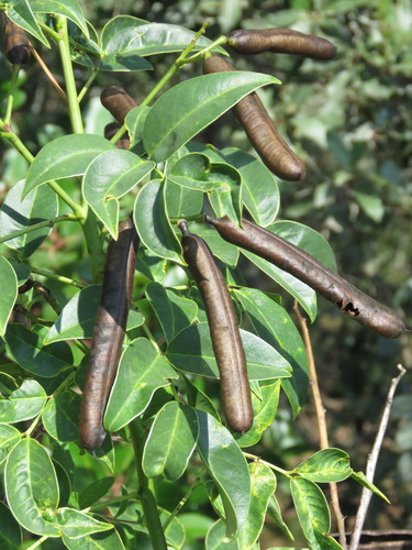 Senna septemtrionalis