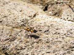 Oncopeltus spectabilis