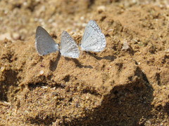 Celastrina echo gozora