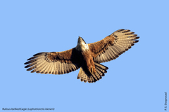 Rufous-Bellied Eagle photo 2