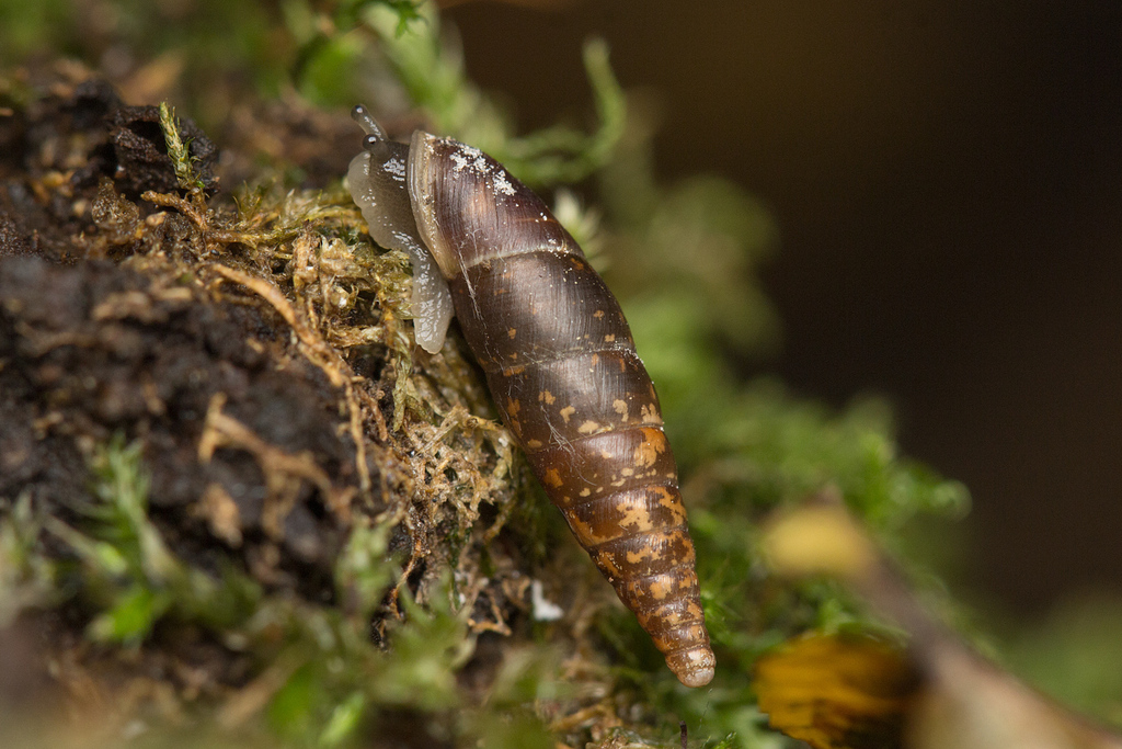 Plaited Door Snail