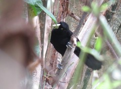 Amblycercus holosericeus
