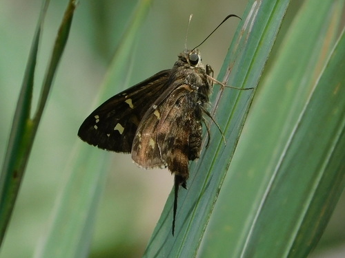 Dorantes Longtail photo 4