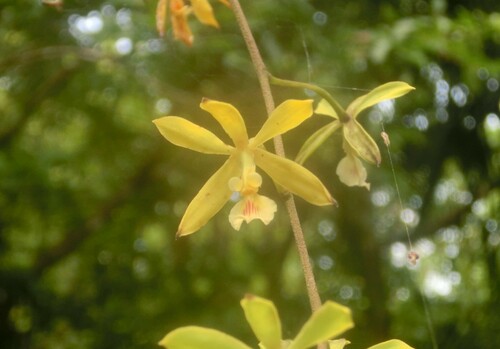 Encyclia ceratistes, photograph 3