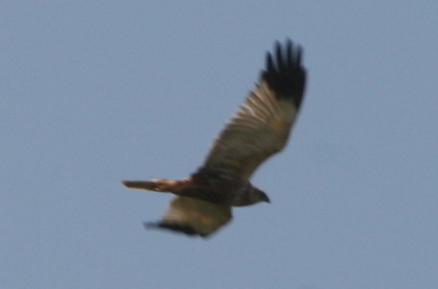 Circus aeruginosus