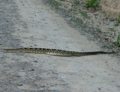 Central American Rattlesnake