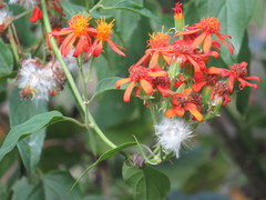 Pseudogynoxys haenkei