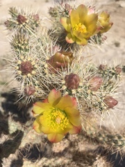 Cylindropuntia ganderi