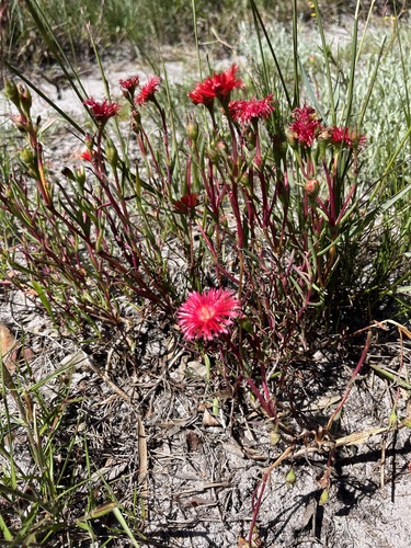 Image of Lampranthus tenuifolius by (c) Charleen Brunke, some rights reserved (CC BY)