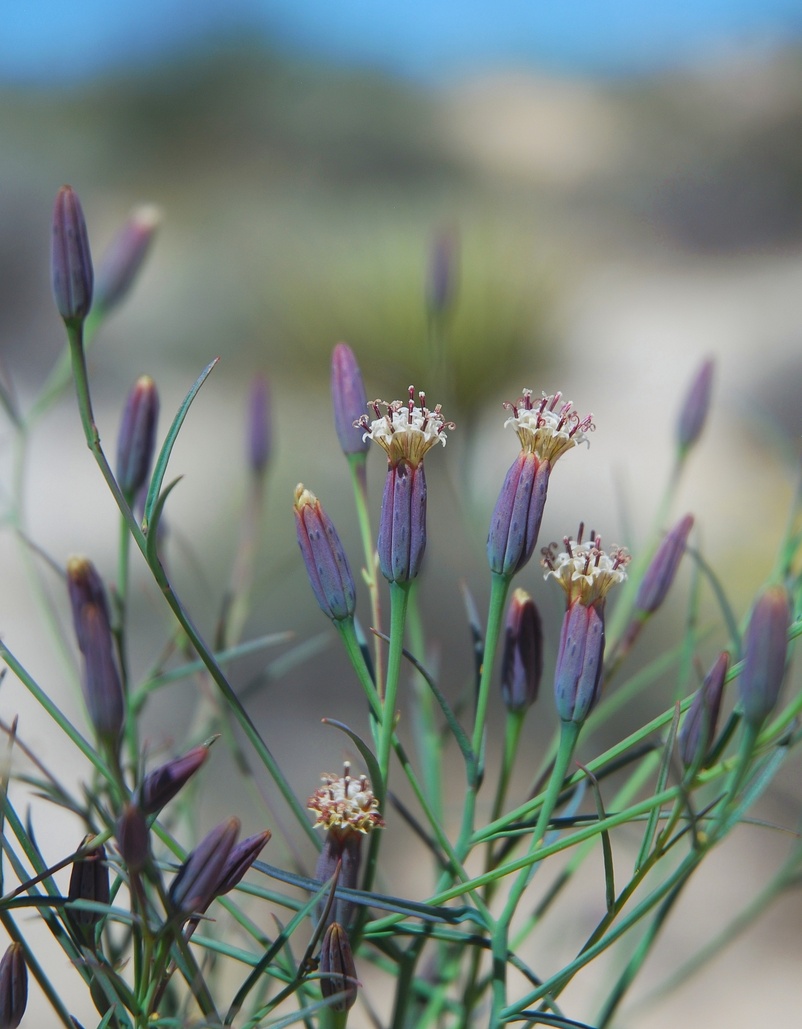 Porophyllum gracile