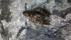 Austropotamobius pallipes