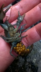 Austropotamobius pallipes