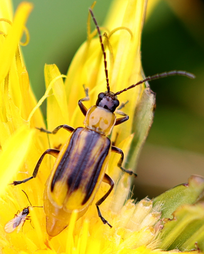 Western Corn Rootworm