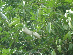 Aspidosperma megalocarpon
