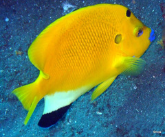 Apolemichthys trimaculatus