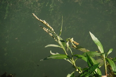 Polygonum