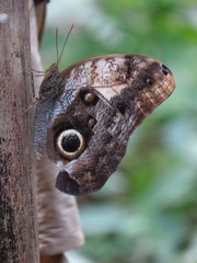 Caligo telamonius memnon