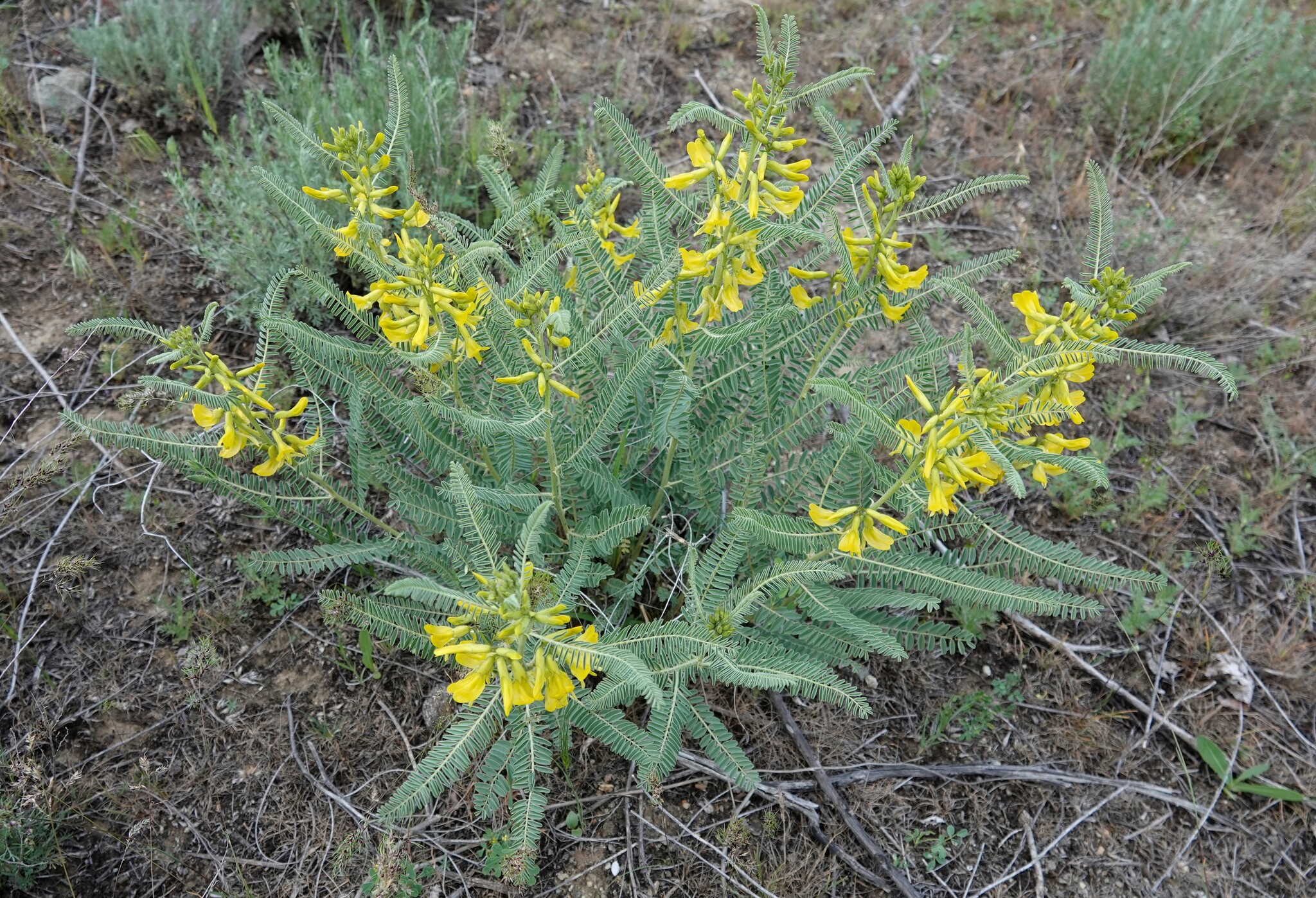 Astragalus caraganae