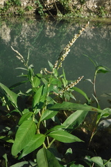 Polygonum