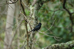 Knipolegus lophotes