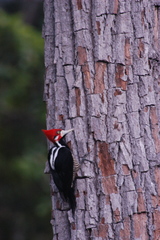 Campephilus melanoleucos