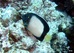 Apolemichthys xanthotis